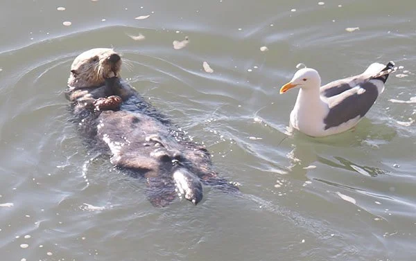 How Many Times Do I Have to Tell You, Bird? No Leftovers!