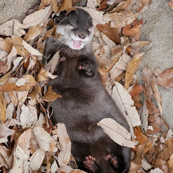 These Leaves Are Just Delightful!