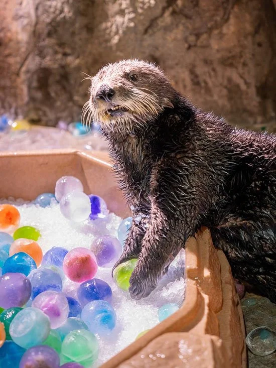 Wait, They're Going to Melt?