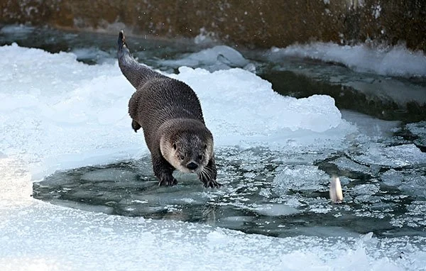 Otter Is Laser-Focused on That Fish