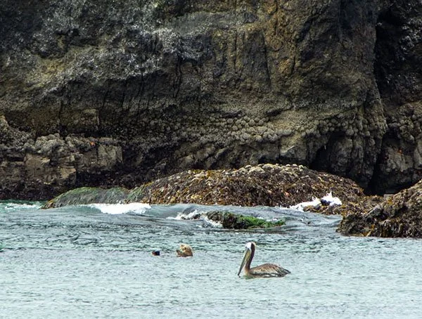 What Are You Doing Here, Furry Stranger?