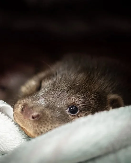 Rescued in the Nick of Time, This Wee Pair