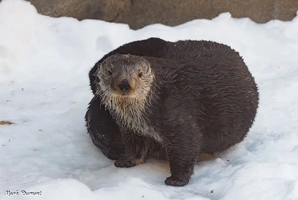 Yeah, I Could Get Used to This Snow