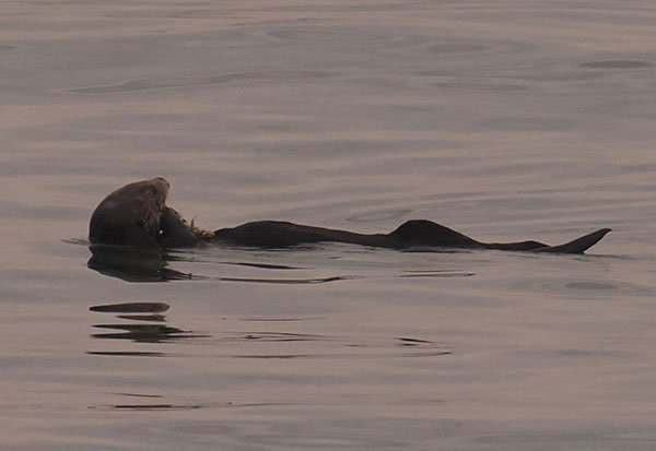 Sea Otter Gobbles Up a Snack Before Dark
