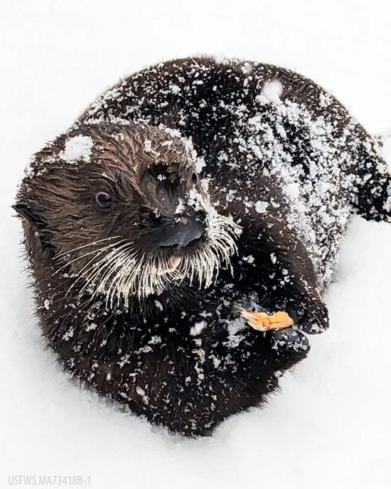 Sea Otter's Still Living the Life