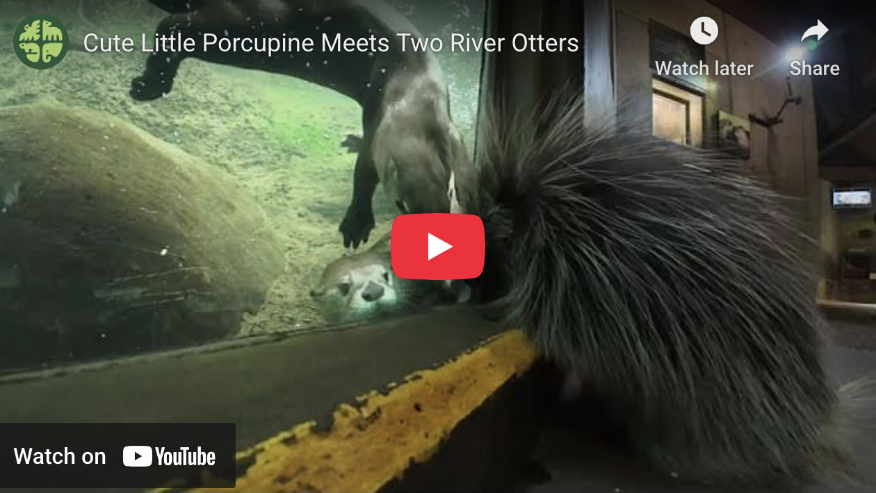 Who IS This Spiky Stranger?