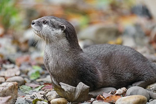 I Can Keep Any of These Stones?