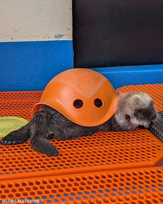 Sea Otter Pup Tries On Being a Sea Turtle