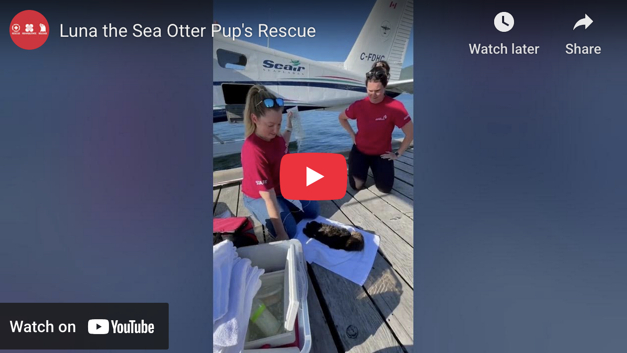 Throwback to Sea Otter Pup Luna's Rescue