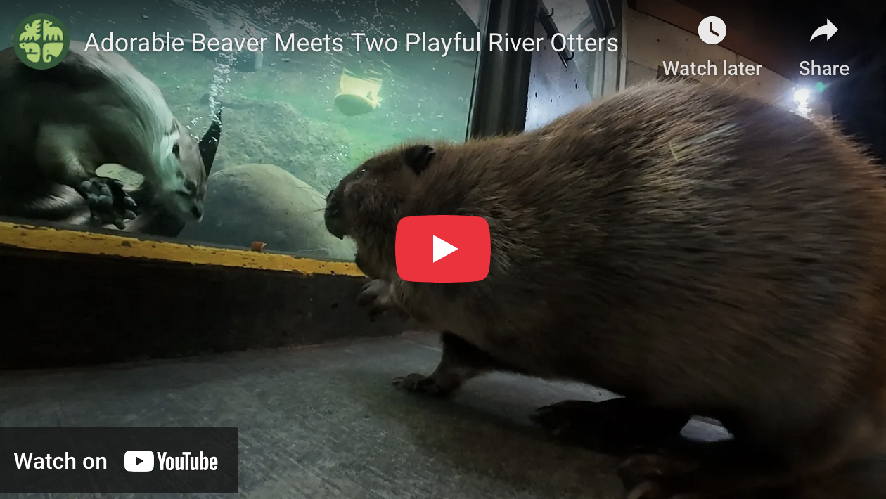 They've Met the Porcupine, Now Otters Meet the Branch Manager