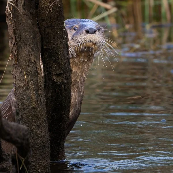 A Rare Look at a Rare Otter