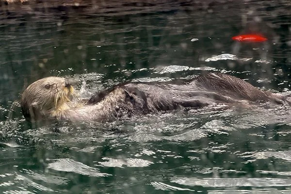 Sea Otter's Speedy Grooming