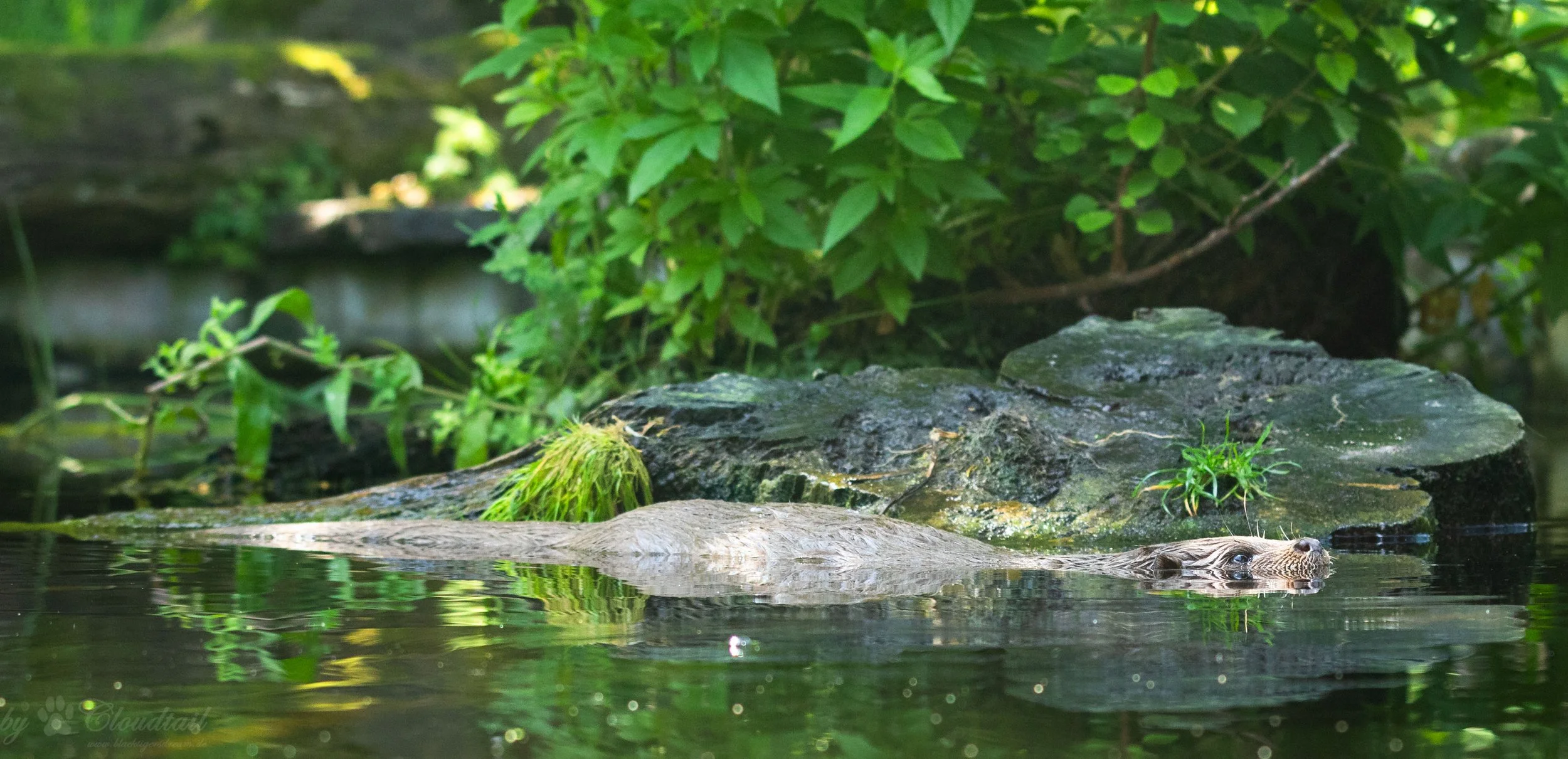 Of All the Animals That Might Float Like This, I'd Be Happiest to See It Was an Otter