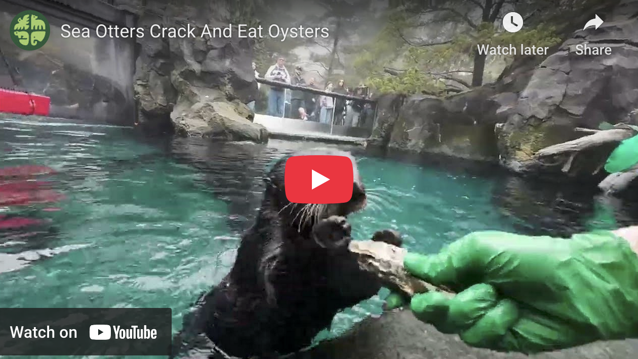 Absolute Oyster Experts