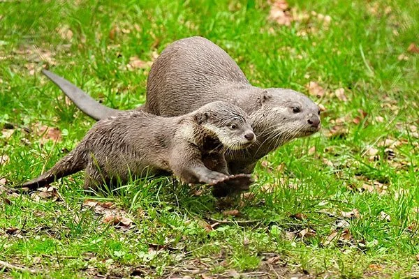 Mother Otter Takes Her Pup for a Romp