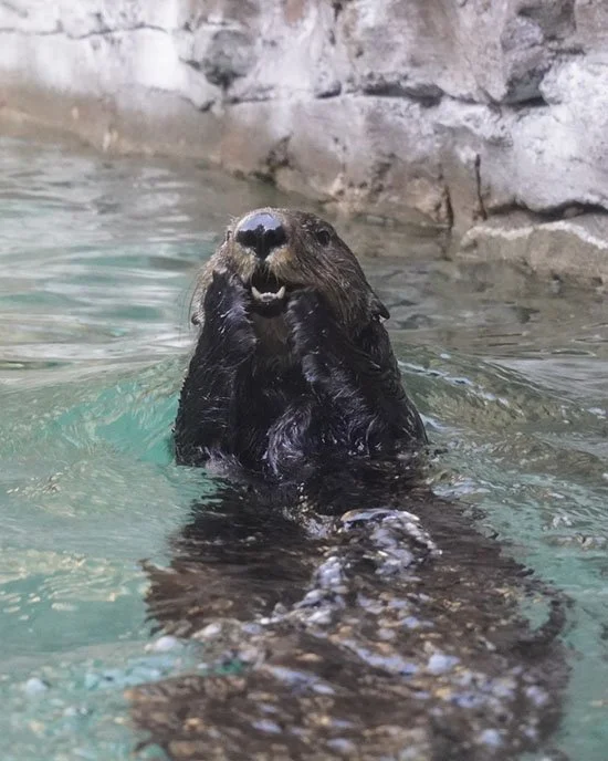 You Love Me, You Really Love Me!