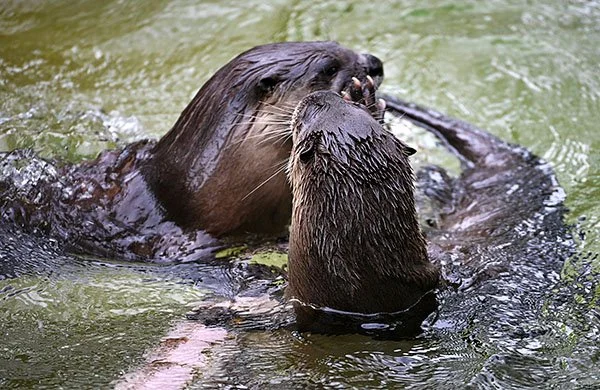Otter Really Doesnt Care for Close Talkers