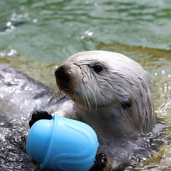 It's New Toy Day for Sea Otters