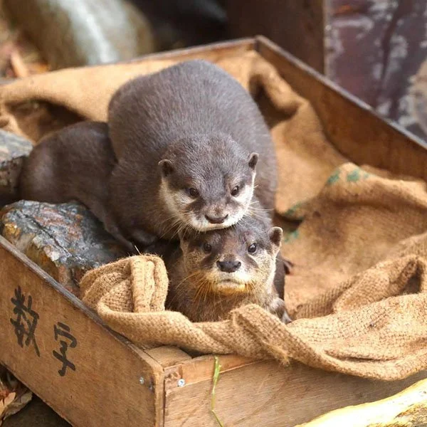 I Wonder How High Otters Could Stack Themselves