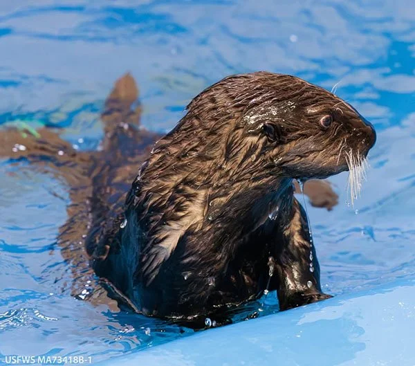 Sea Otter and His Amazing Fur