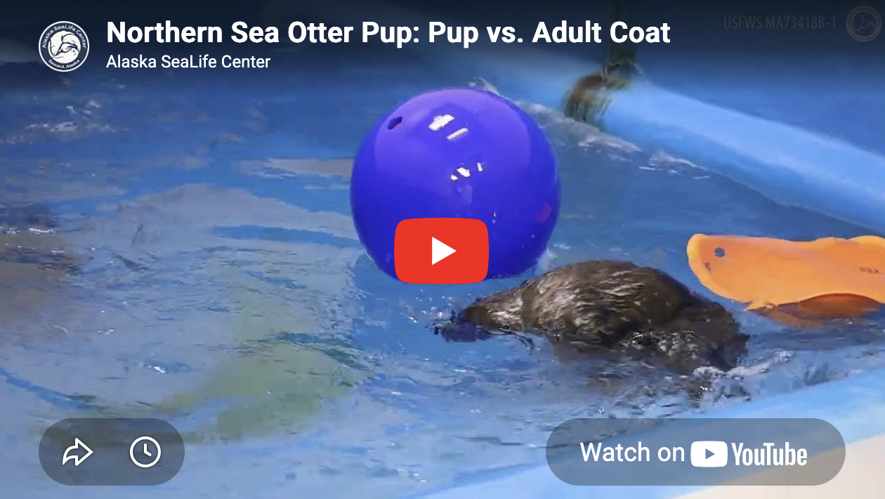 Sea Otter Pup vs Adult Coats in Action