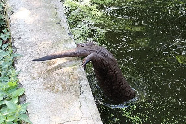 Otter Dives Through a Portal