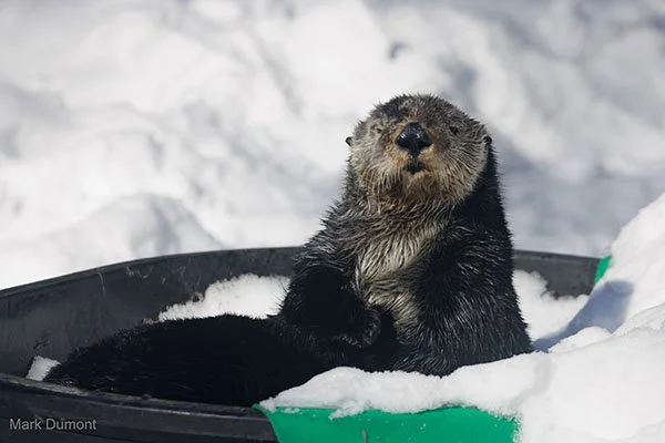 Kinda Feel Like a Cup of Cocoa, Don't You?