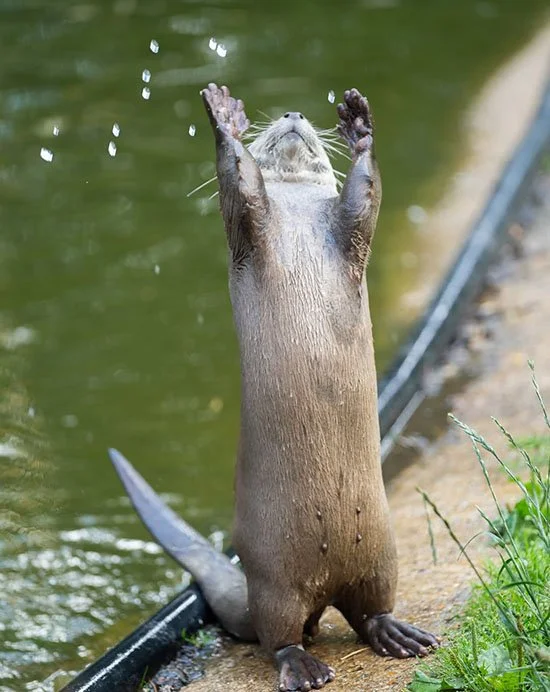 Otter Is Ready to Catch ALL the Fish