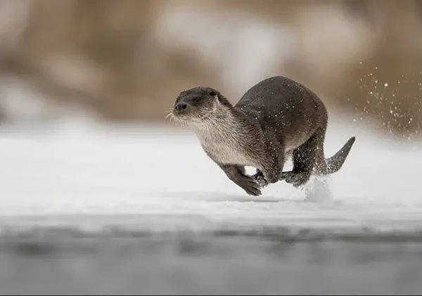 Otters Get the Zoomies, Too
