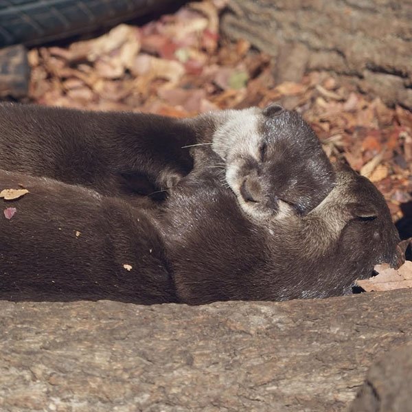 There's Nothing Sweeter Than Sleepy Hugs