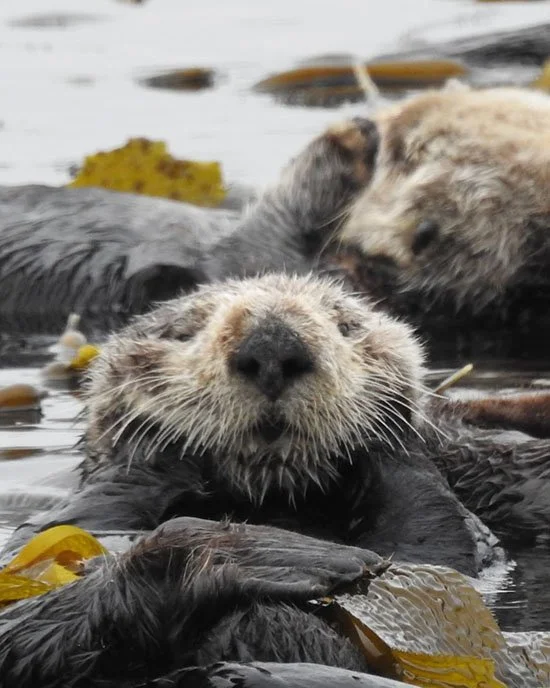 Cute and Cuddly, With Caveats