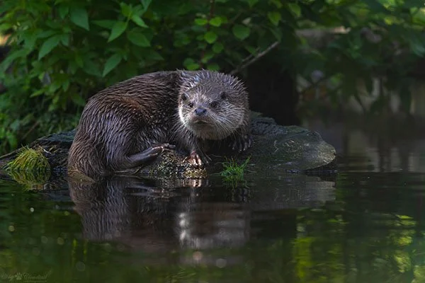 Who's That Weird-Looking Hairless Otter Across the Water?