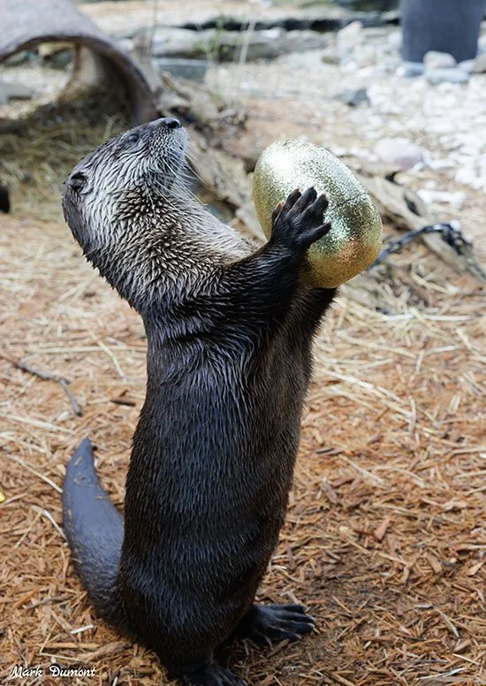 Just Think How Many Easter Fish Can Fit in This Egg