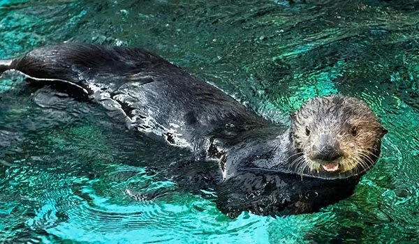 Things Are Going Otterly Swimmingly