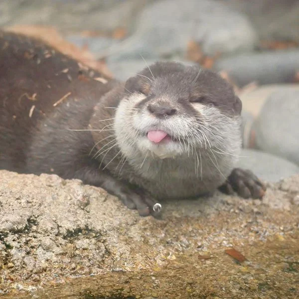 Yeah, Yeah, Yeah, You're an Otter, Don't Rub It In