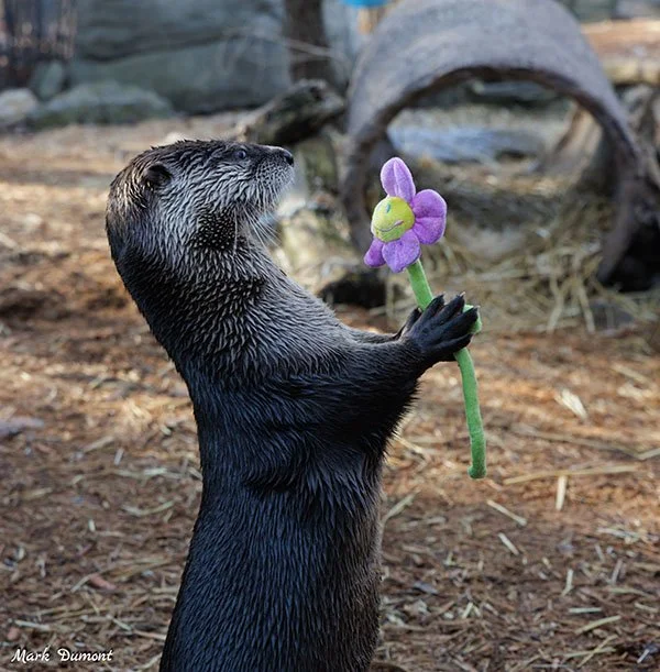 Spring Is Here, Have a Flower