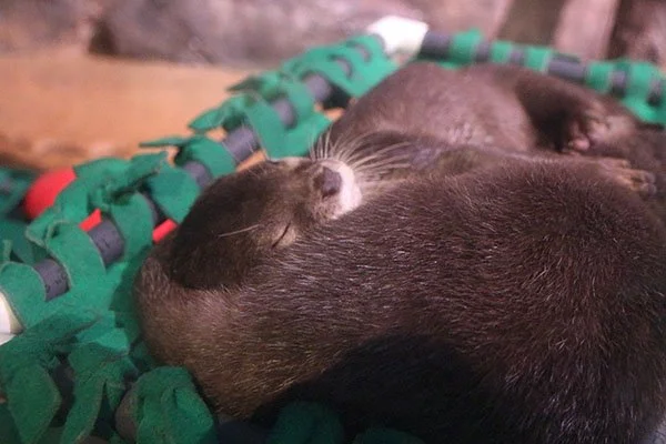 Imagine Napping With an Otter's Tail Curled Around You