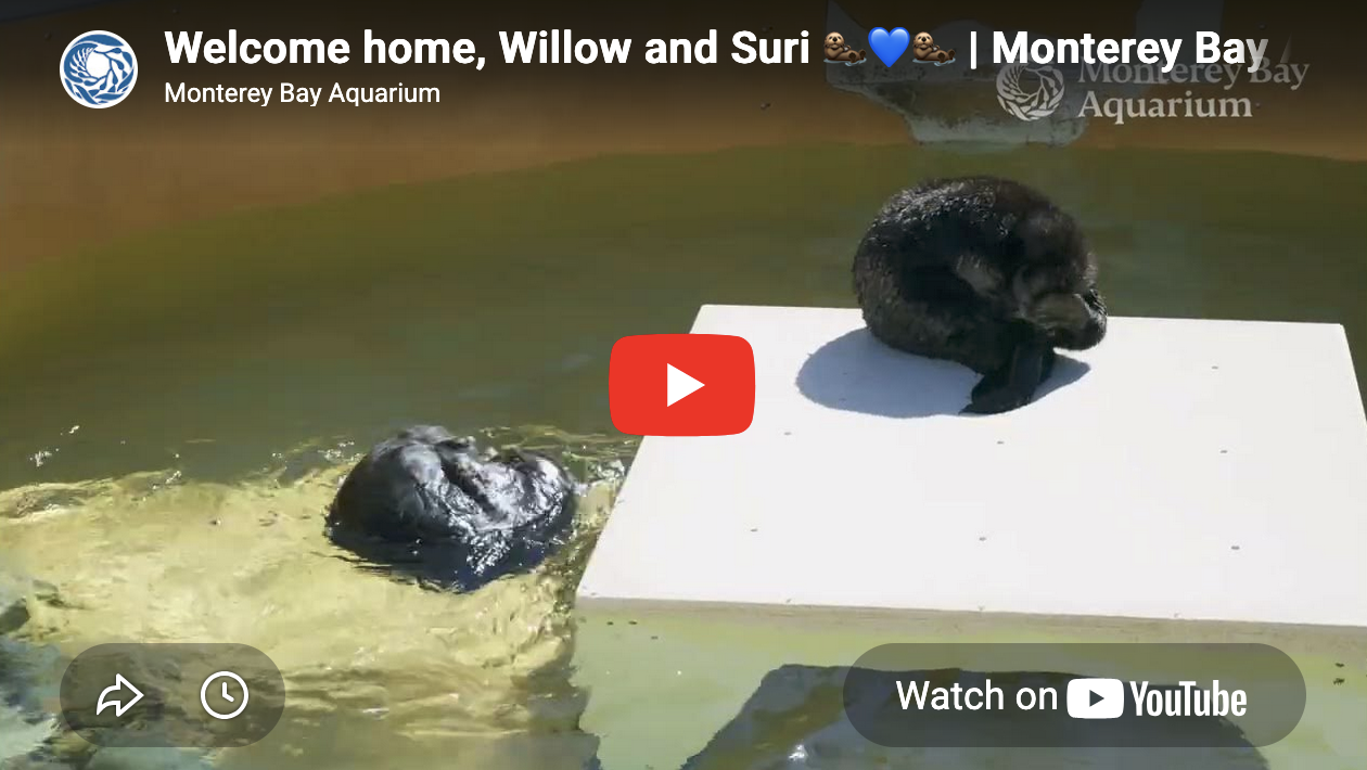 Welcome Back, Little Ones!