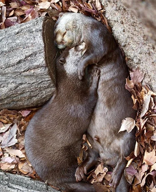 There's Nothing Like a Nap With Your Bestie