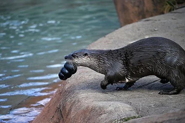 Otter's Taking His Toy and Going Home