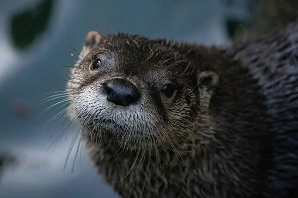 Who Could Say No to This Face?