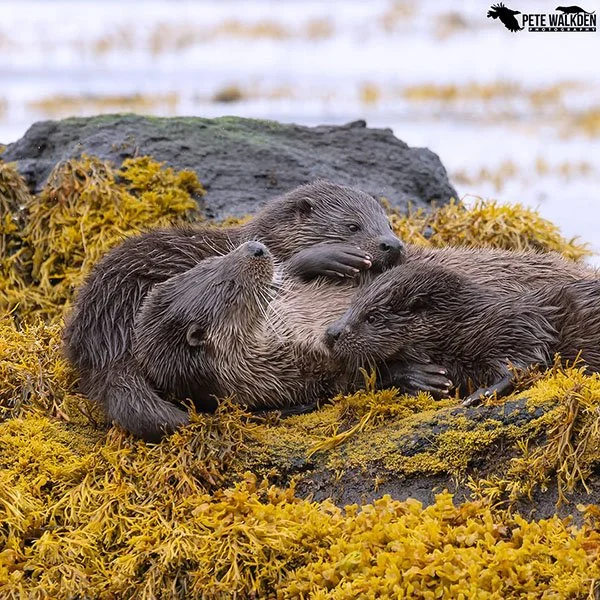 Otters Take a Post-Swim Lazy Nap