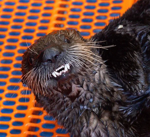 You're Awfully Cute, Little Pup, But You're Kinda Scary, Too