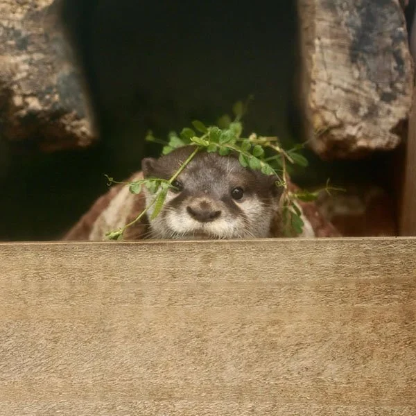 Perfect Camouflage, Little Otter