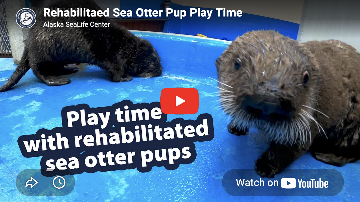 Join These Sea Otter Pups for Playtime!