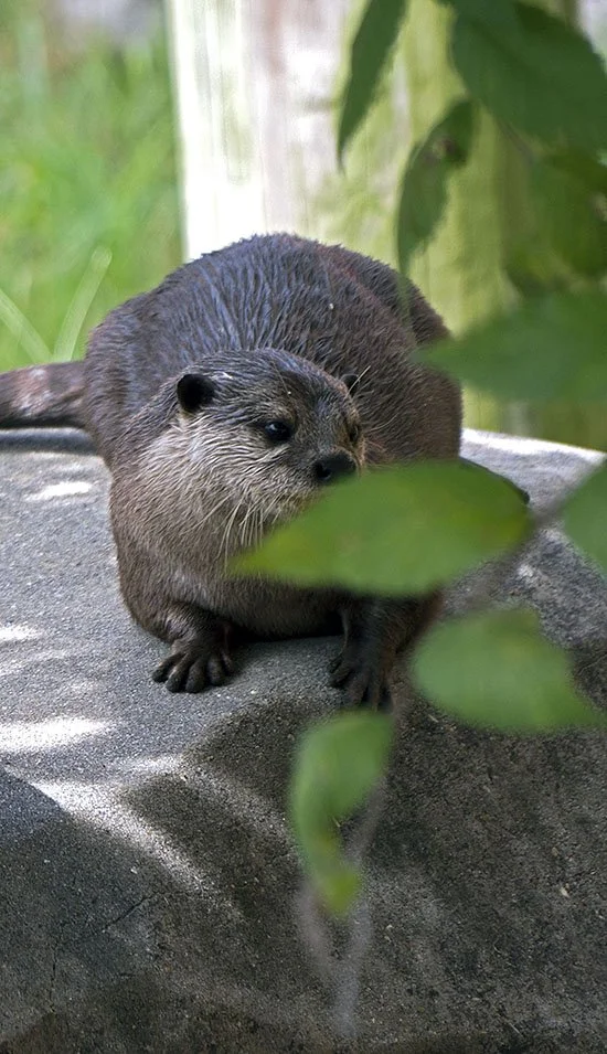 Otter's Wistful Album Cover
