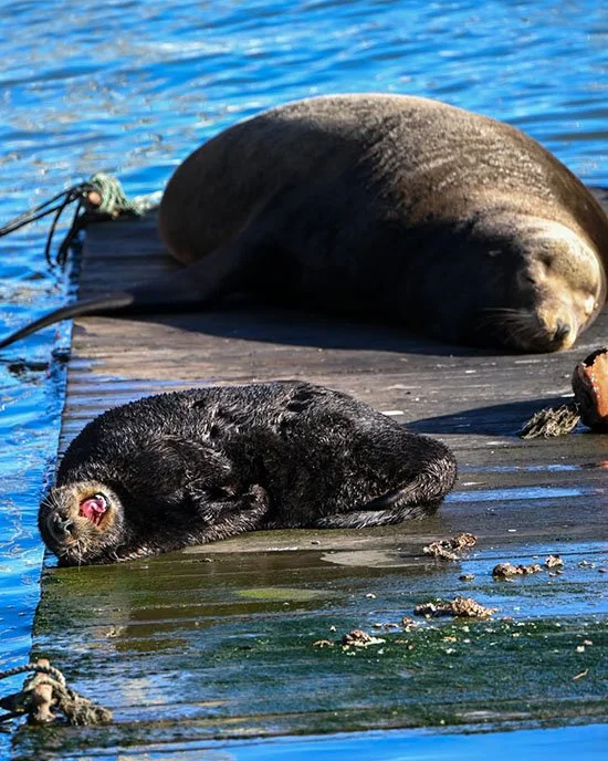 Everyone Needs a Nap Sometimes