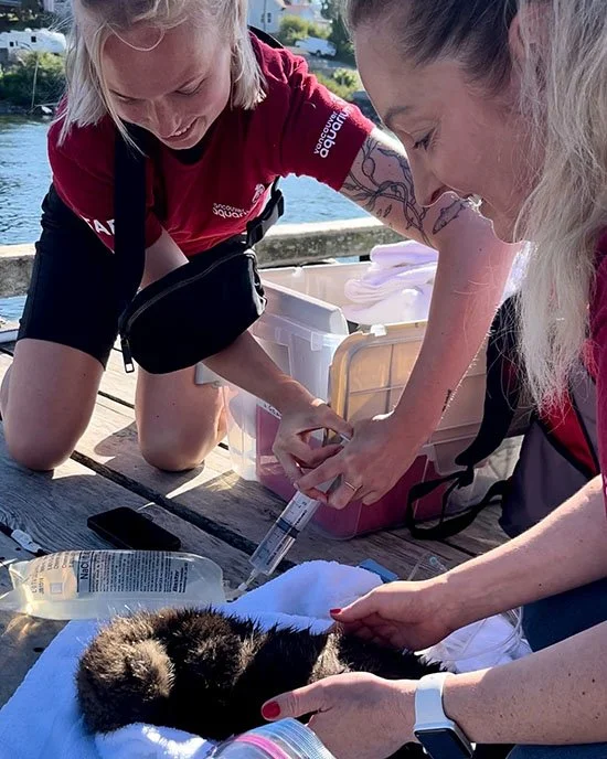Imagine Having a Job Rescuing Abandoned Sea Otter Pups