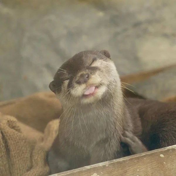 That Face When You Finally Scratch That Itch