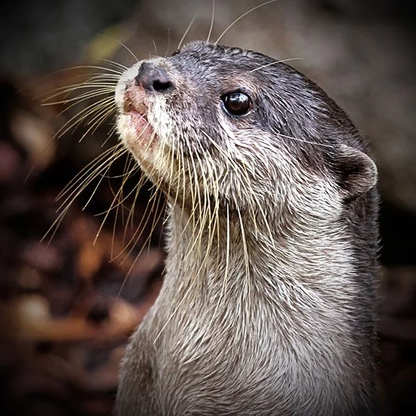 Imagine an Otter Looking at You Like This